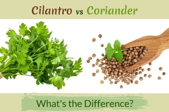 Coriander Vs. Cilantro