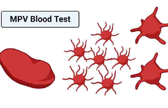 What is Mpv in Blood Test_